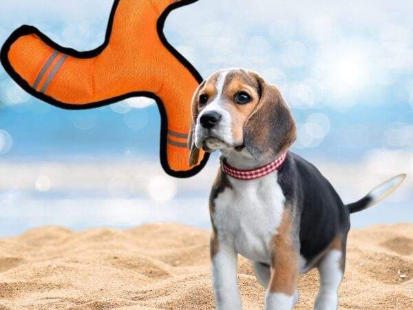  JUGUETE MASCOTA BUMERA 